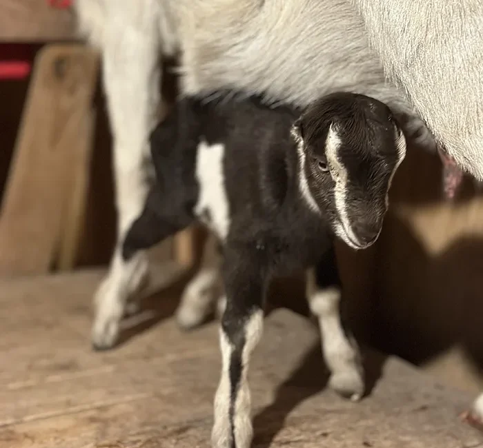 baby-lamanche-goat-at-merry-meadows-farm