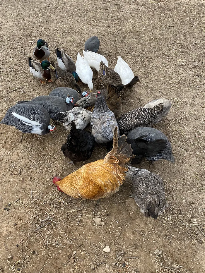 Guinea fowl with chickens and ducks at Merry Meadows Farm