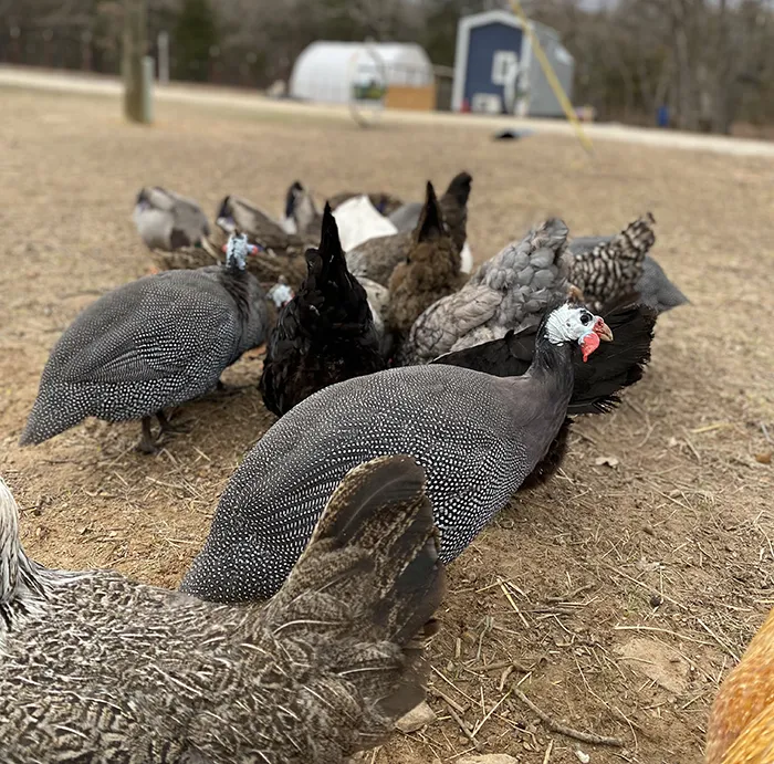 Guinea Fowl with chickens at Merry Meadows