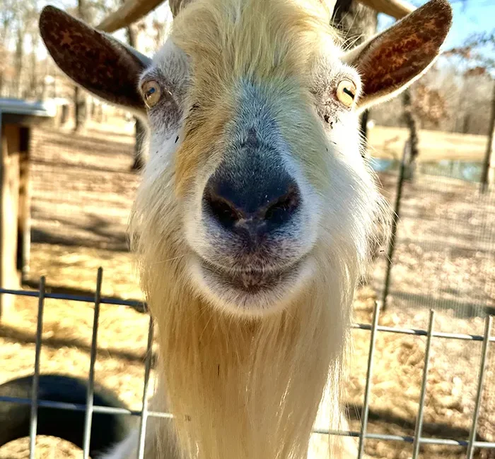Saanen buck at Merry Meadows Farm
