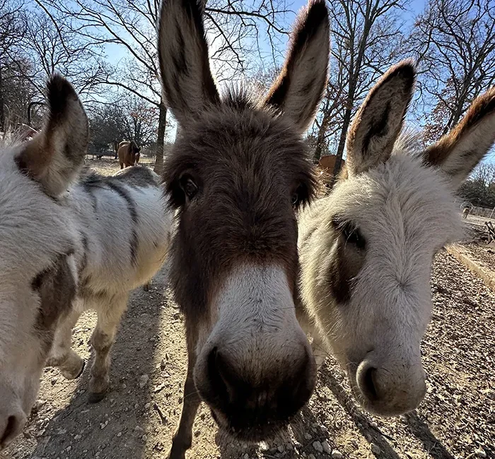 three-mini-donkeys-at-merry-meadows-farm