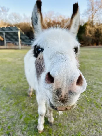 mini-donkey-with-nose-to-camera-at-merry-meadows-farm